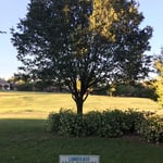 Tree Service Project