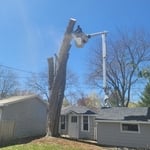 Tree removal