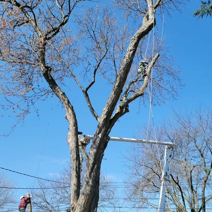 Tree removal