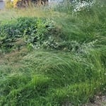 Overgrown Lawncare Project