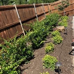 New Pool Landscaping