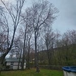 Tree Service Project