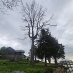 Tree Service Project