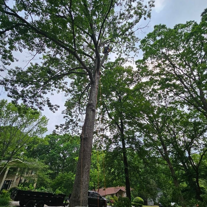 Tree Service Project
