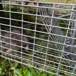 Pest Control/Exterminating Project