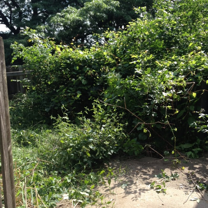 Look at that overgrowth. Took one day to remove and haul off all that brush. Added new soil, sod, and a rock bed wrap to the yard.