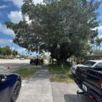 Large Tree Removal