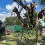 Large Tree Removal
