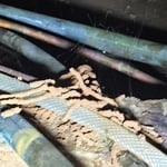 Termite Inspection