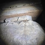 Termite Inspection