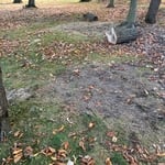 Stump grinding