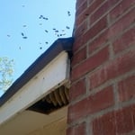 Bee hive in the eave pic.# 3