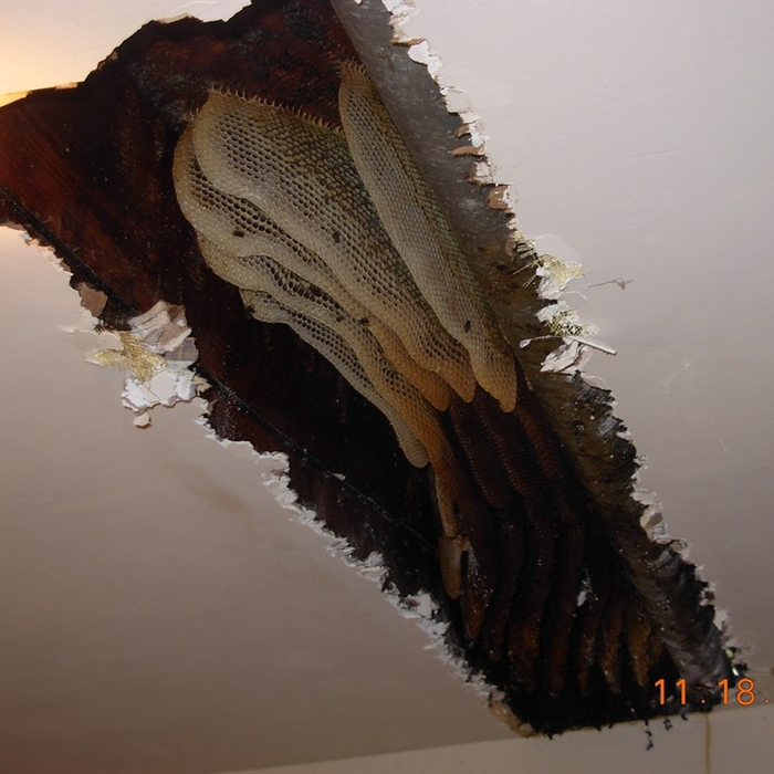 Bee hive expossed