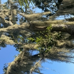 Tree Service Project