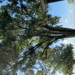 Tree Service Project