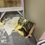 Mold remediation and restoration