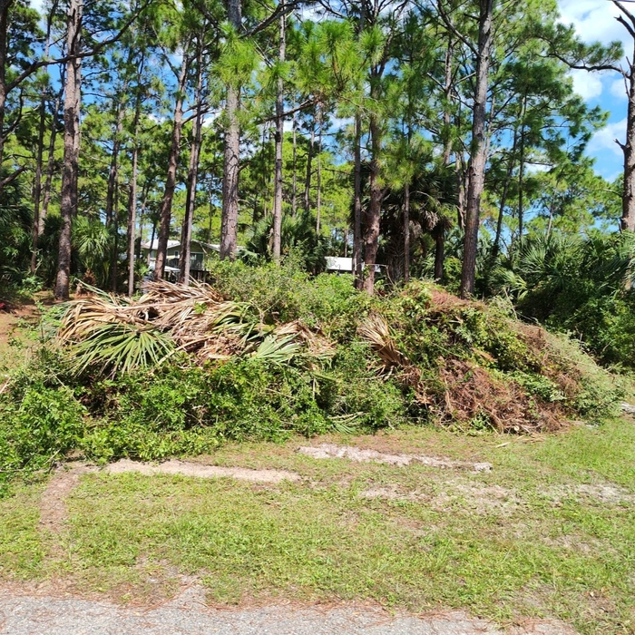 Removed debris after cutting and trimming trees