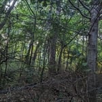 cape hickory
