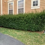 Before & After - Sod Installation