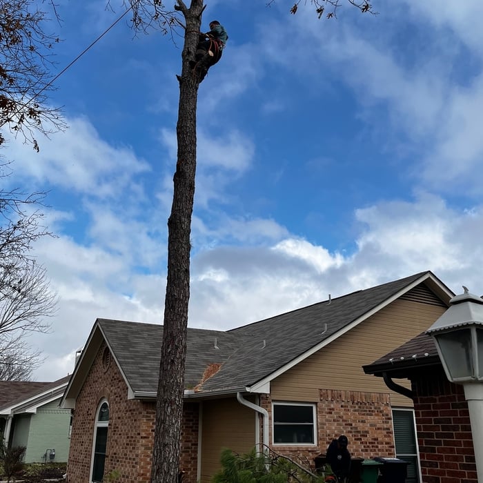 Tree removal