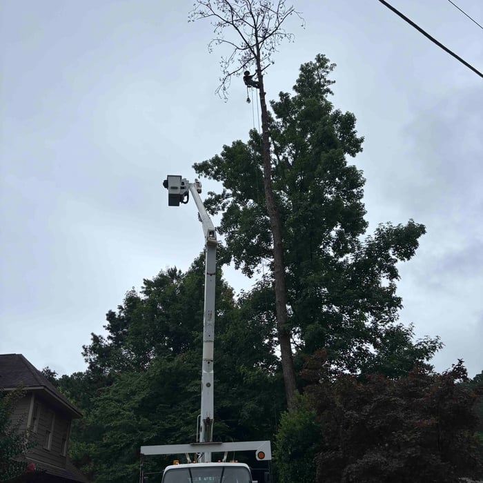 Bham 100ft pine removal