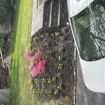 Landscaping Project