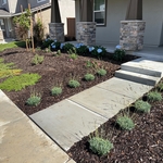 Perennial planting