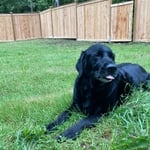Fencing Project
