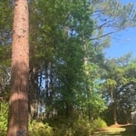 Tree Service Project