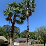 Tree Service Project