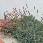 Close-up of our plant palette featuring flowering perrennials and grasses of Mediterranean climate zones.