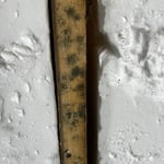 Mold growth on the studs