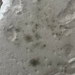 Closeup of active mold growth on spray foam insulation