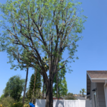 Lace and Trim away from house