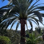 Trim and Shape Canary Palm Tree
