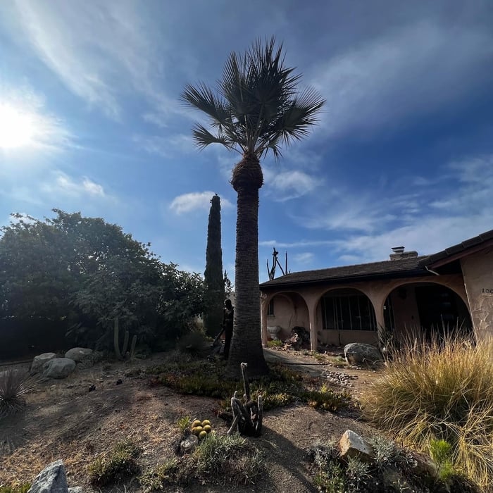 Washingtonian Palm Trim