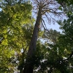 Tree Service Project