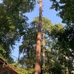 Tree Service Project