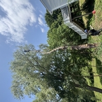 Tree services