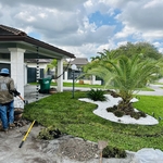 Canary Palm & Sod Installation