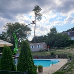 Tree removal
