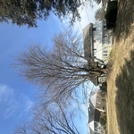 Tree Service Project