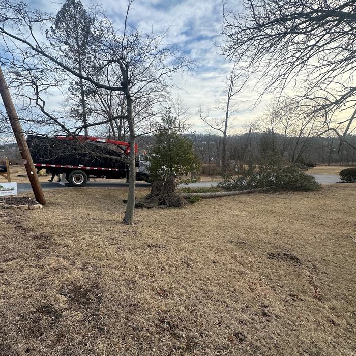 emergency tree removal
