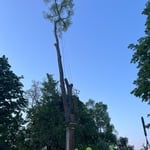 Elm removal