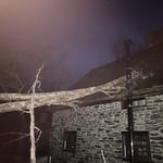 Maple tree on house