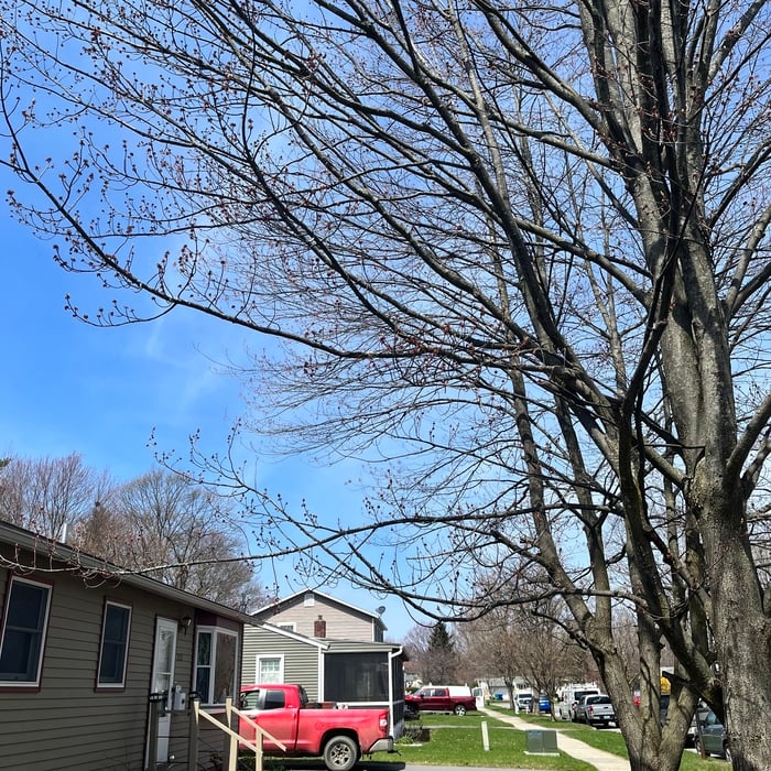 Tree Service Project
