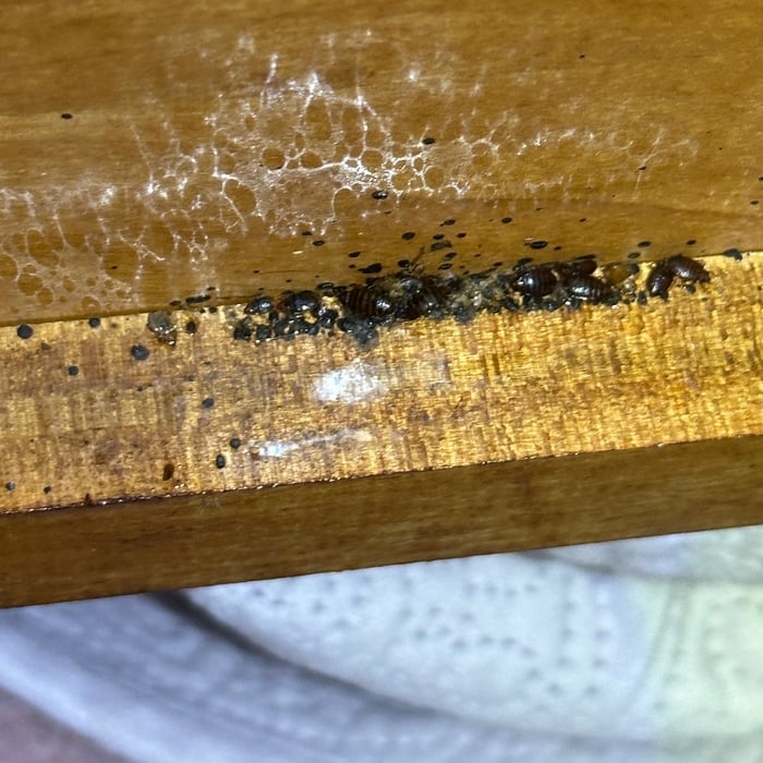 Large nest on the bed frame. These were on all areas of each support board. This one single bed had thousands of live bed bugs on it. Each room was the same throughout the house. This case went on far too long