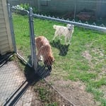 Animal Fencing Project