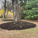 Mulch flower beds