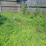 Landscaping Project